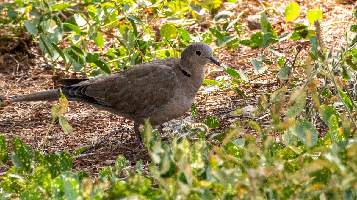 תור צווארון - ML646875157