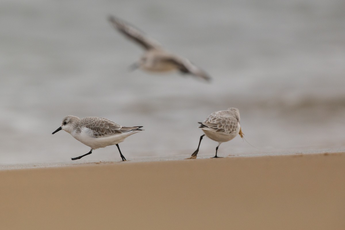 Sanderling - ML646875158