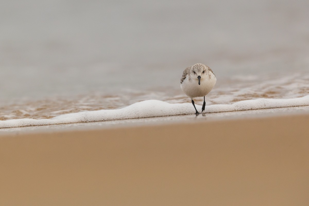Sanderling - ML646875159