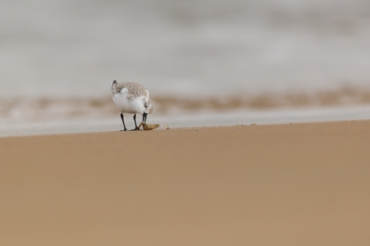 Sanderling - ML646875160