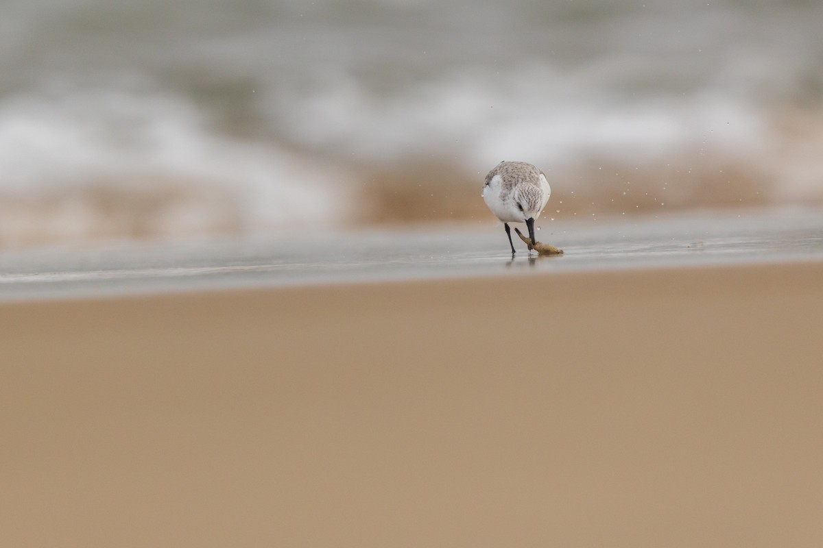 Sanderling - ML646875161