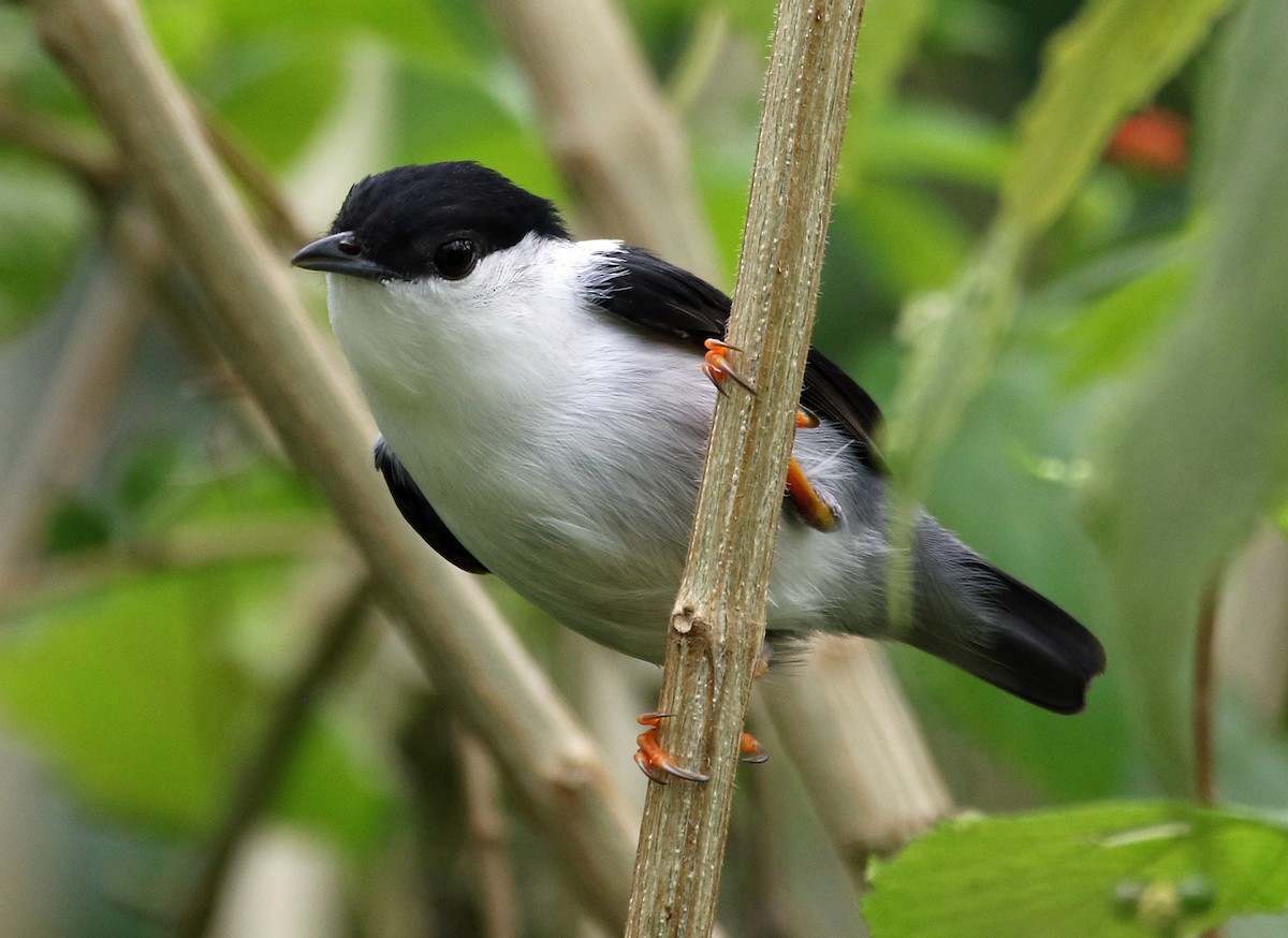 White-bearded Manakin - ML646875162