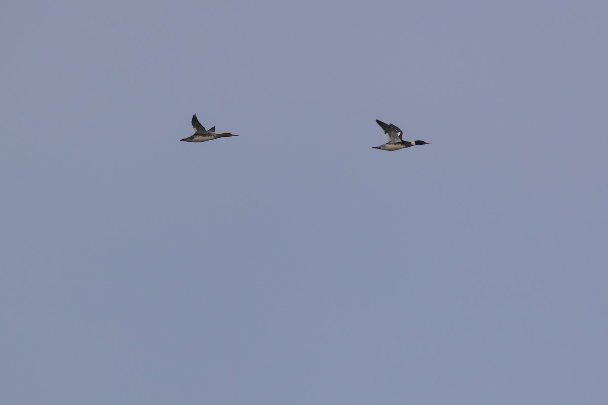 Smergo minore - ML646875163