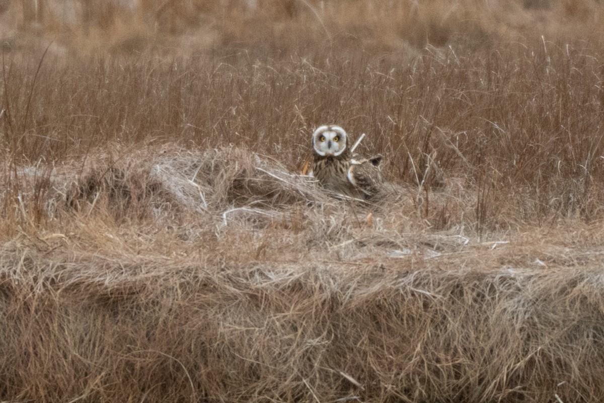 Short-eared Owl - ML646875164