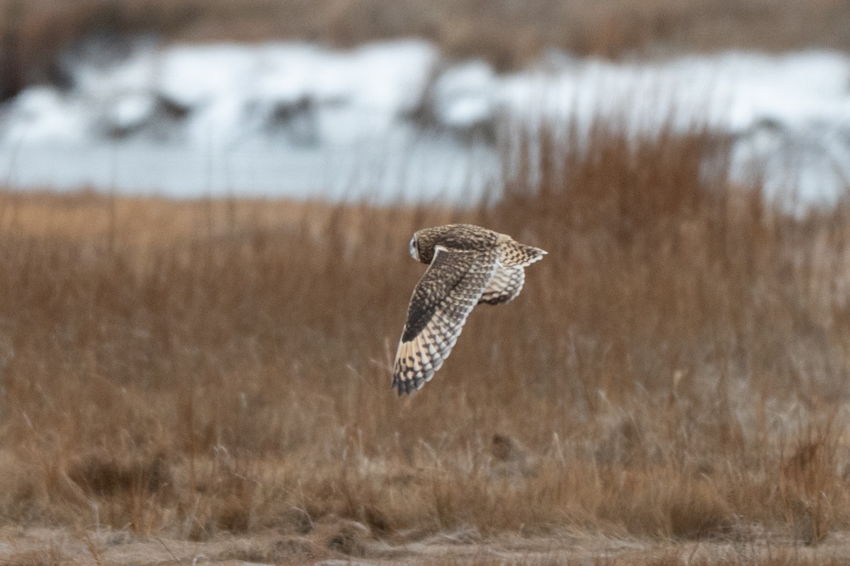 Short-eared Owl - ML646875165