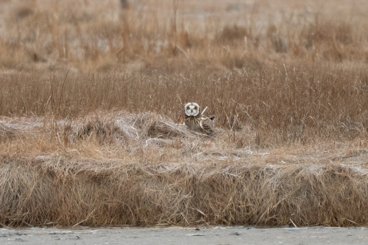 Short-eared Owl - ML646875166