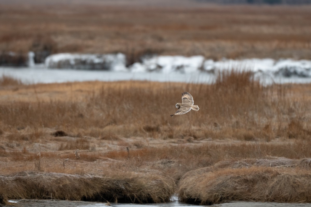 Short-eared Owl - ML646875167