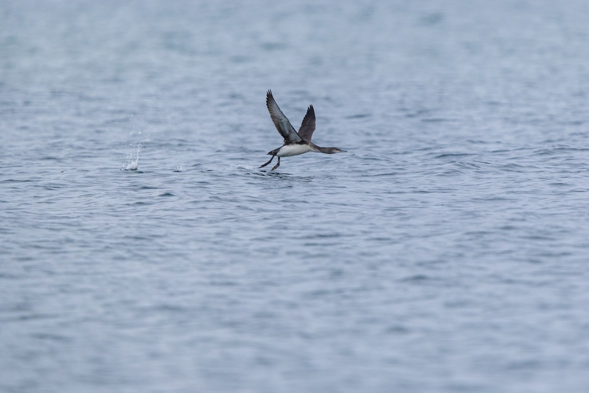 Sterntaucher - ML646875171