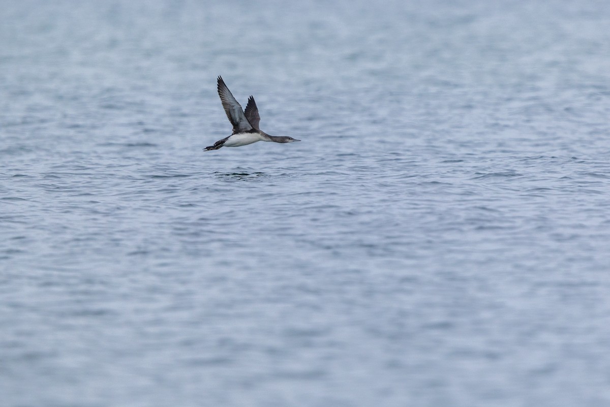 Sterntaucher - ML646875172