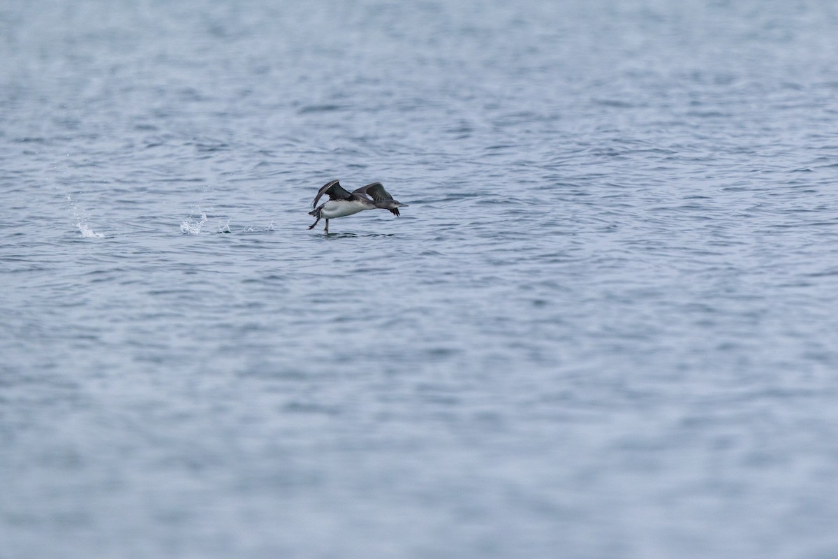 Sterntaucher - ML646875173