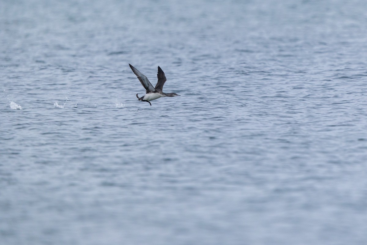 Sterntaucher - ML646875174