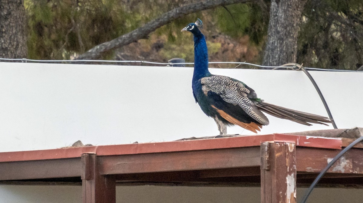 Pfau (domestiziert) - ML646875175