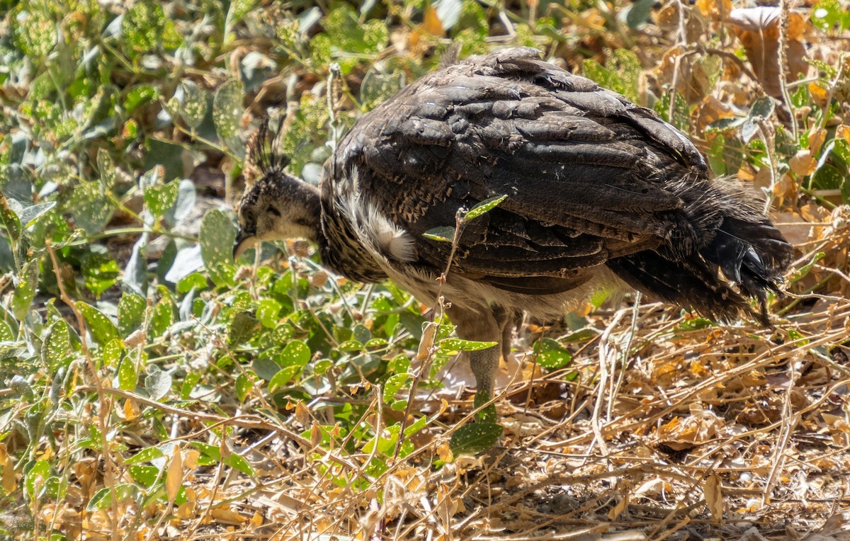 Pfau (domestiziert) - ML646875176