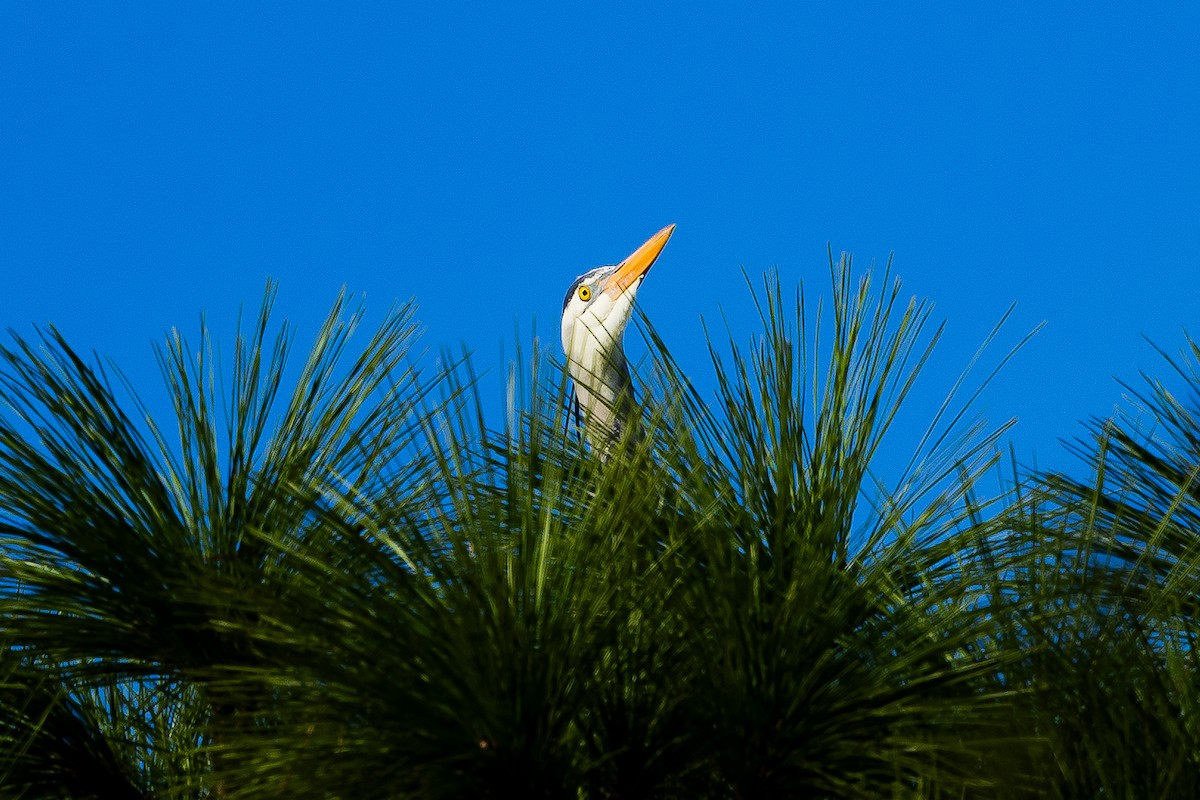 Kanadareiher - ML646875177