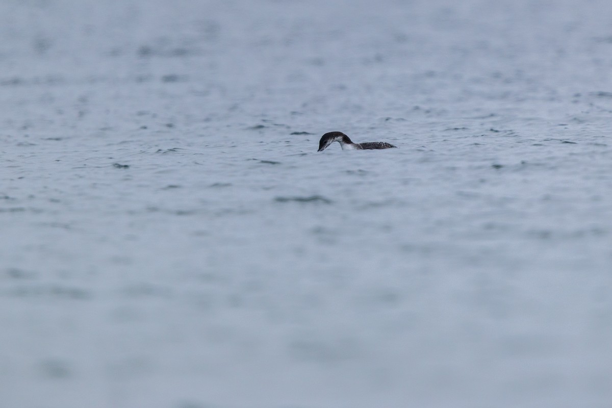 Eistaucher - ML646875178