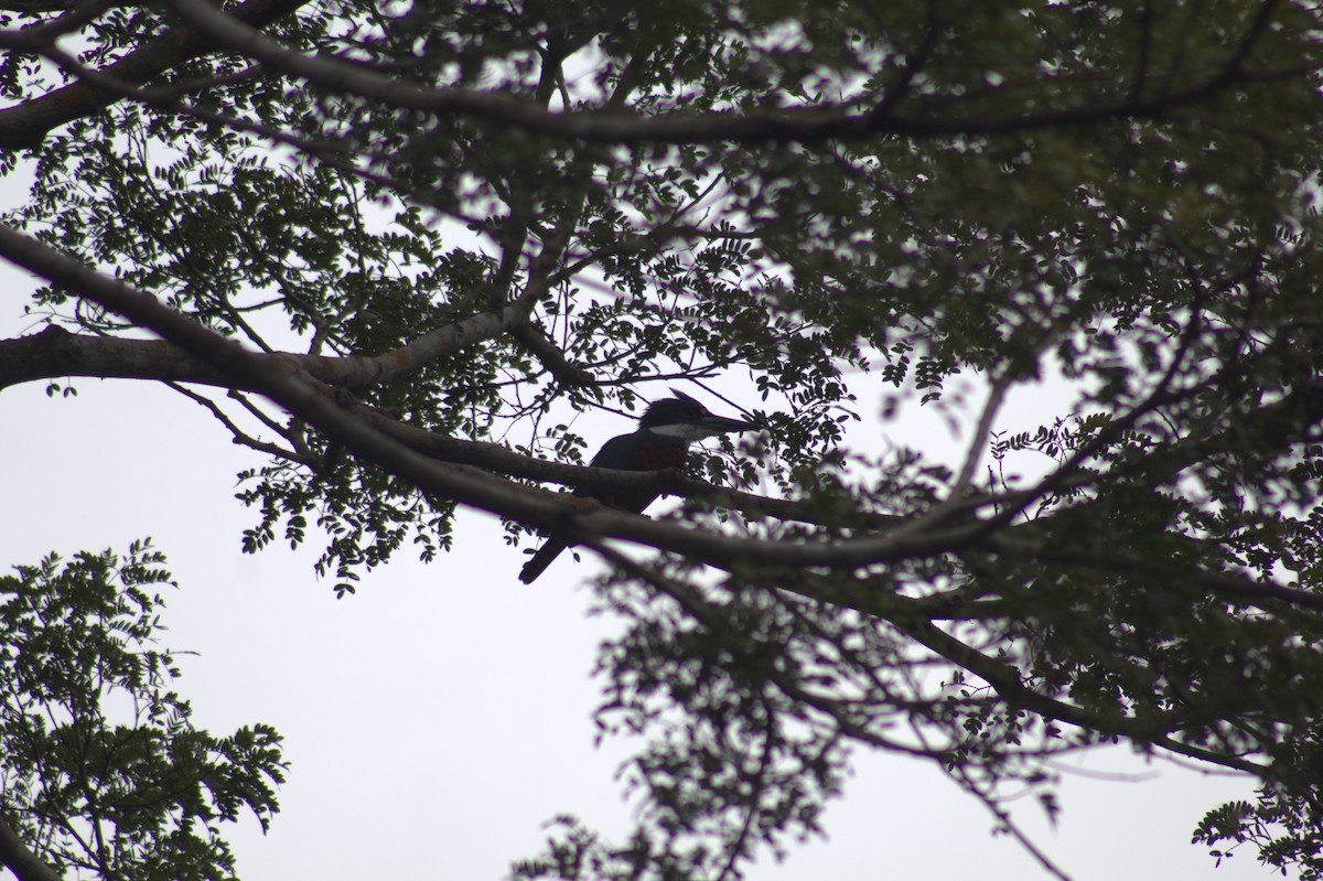 Rotbrustfischer - ML646875179