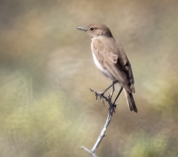 Sichelschwingenschmätzer - ML646875180