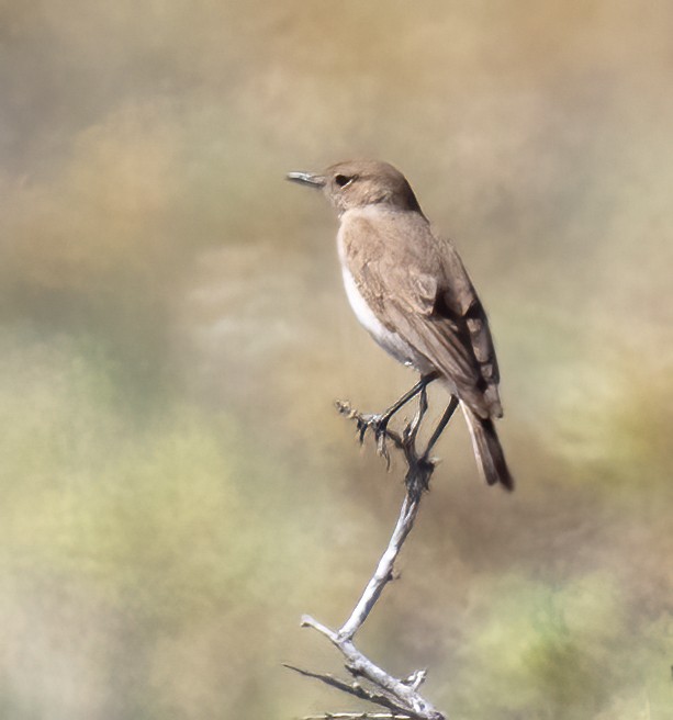 Sichelschwingenschmätzer - ML646875181