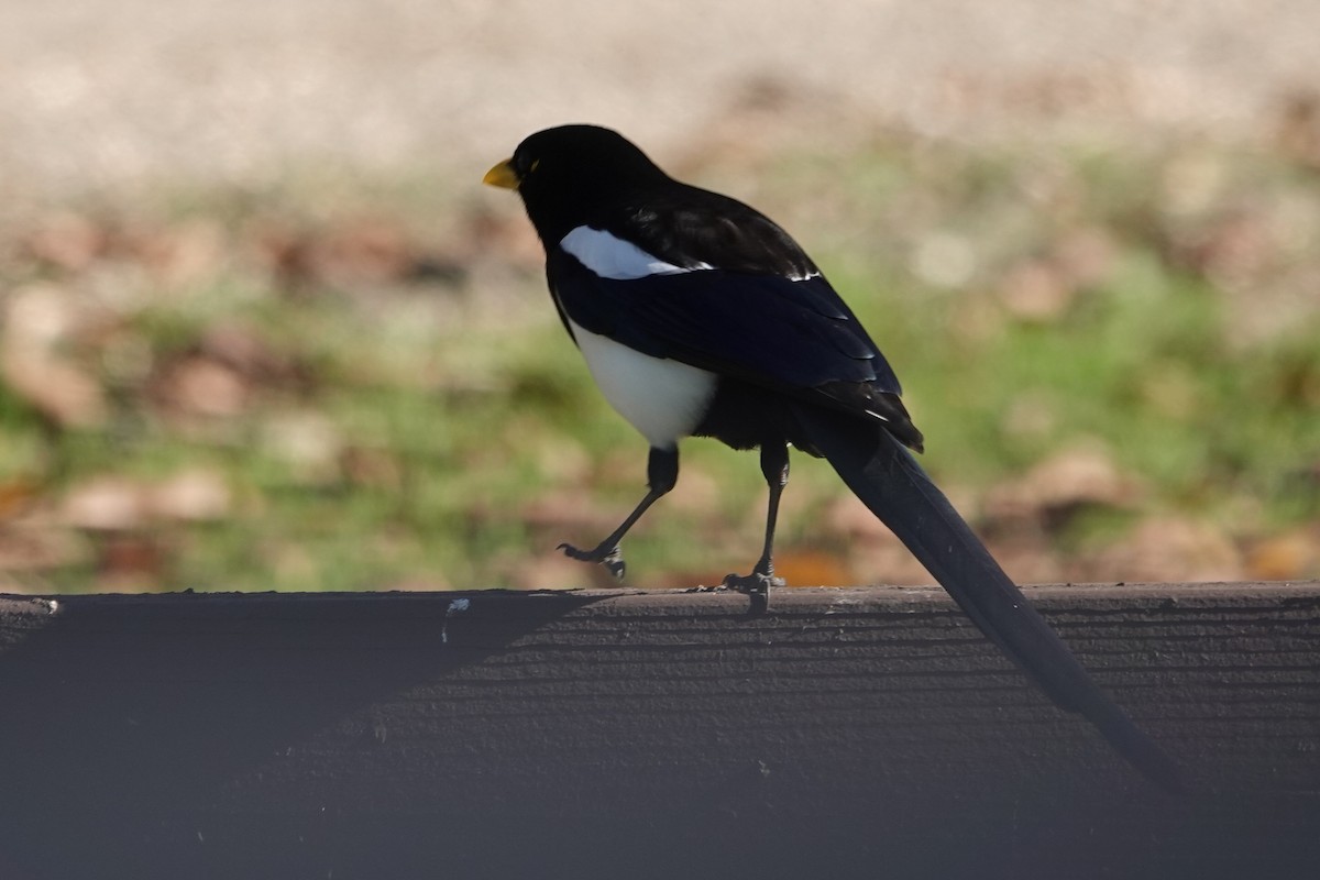 Gelbschnabelelster - ML646875182