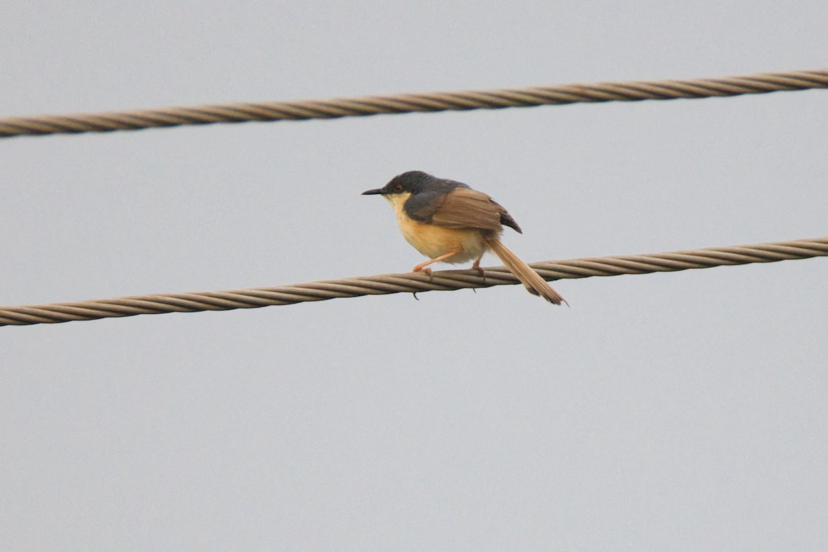 Rostbauchprinie - ML646875183