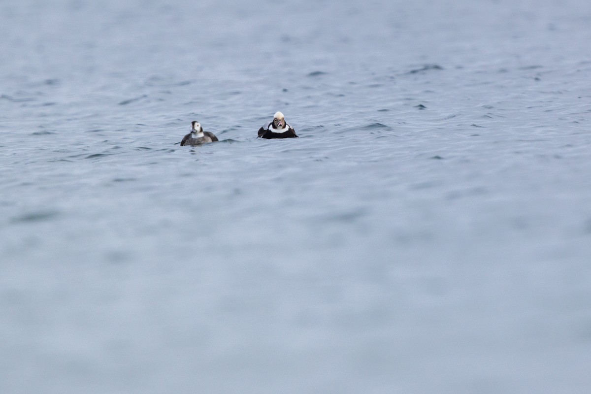 Eisente - ML646875184