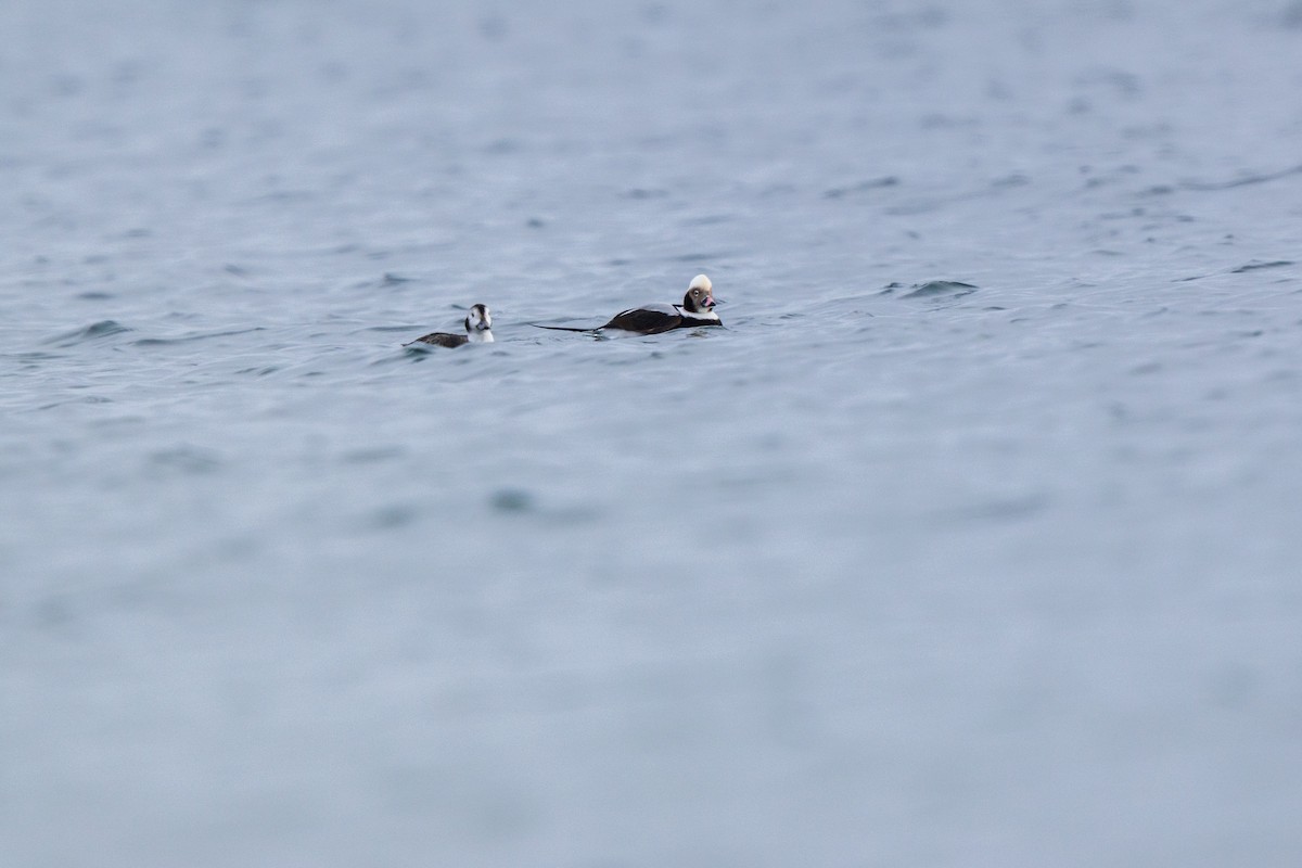 Eisente - ML646875185