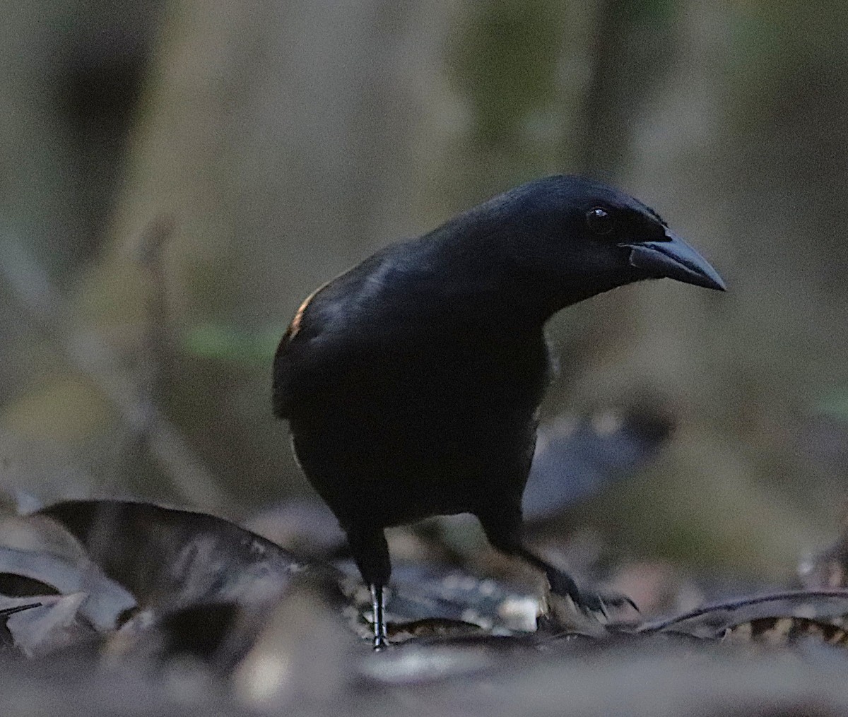 Kubastärling - ML646875187