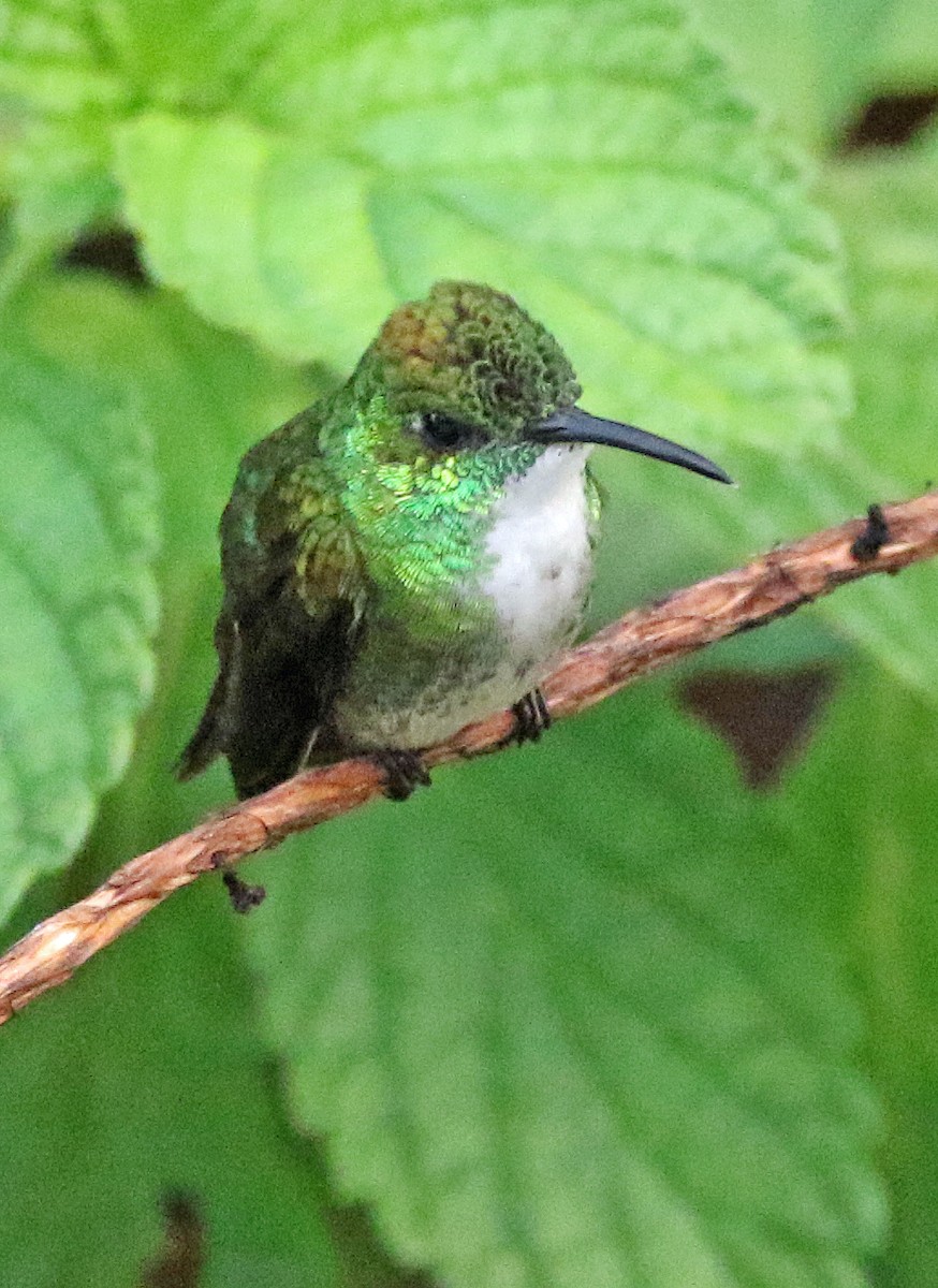 Kurzschnabelamazilie - ML646875188