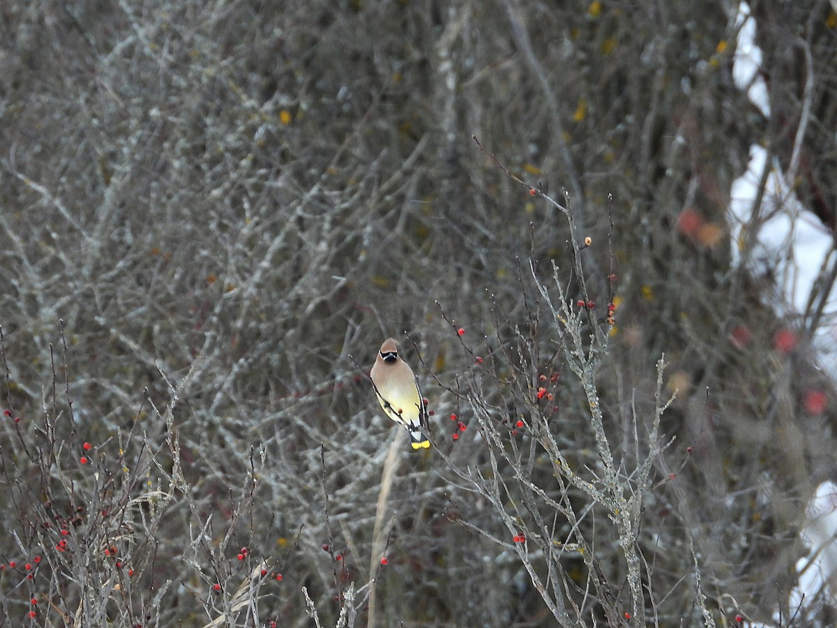 ציצנית אמריקנית - ML646875189