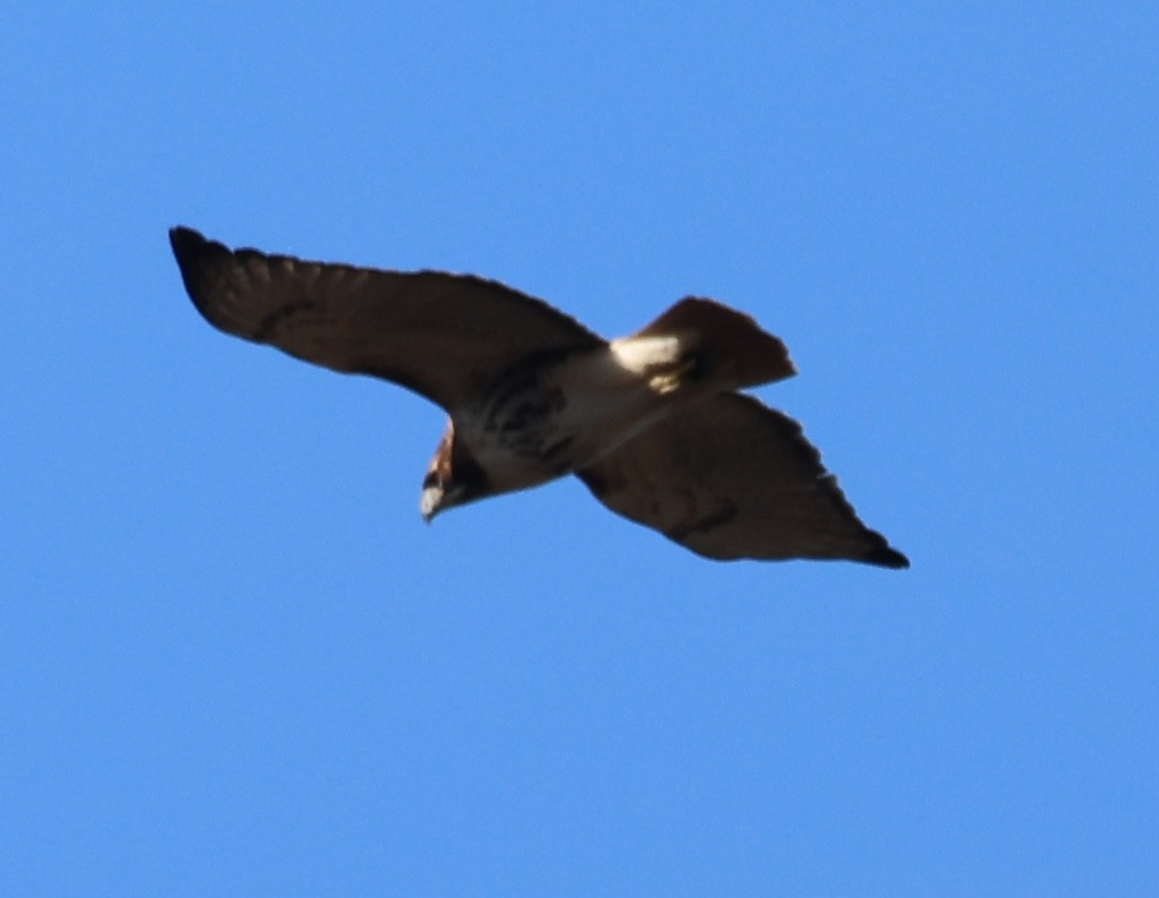 Rotschwanzbussard - ML646875190