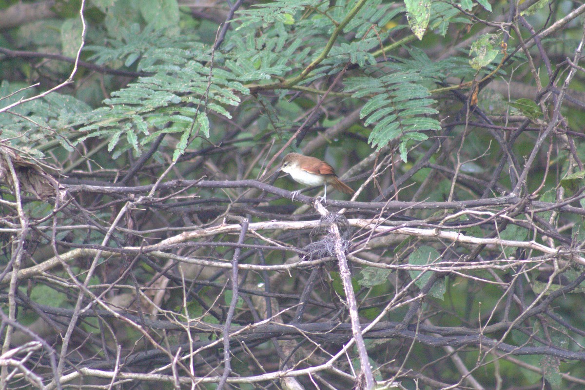 Gelbkinn-Riedschlüpfer - ML646875191