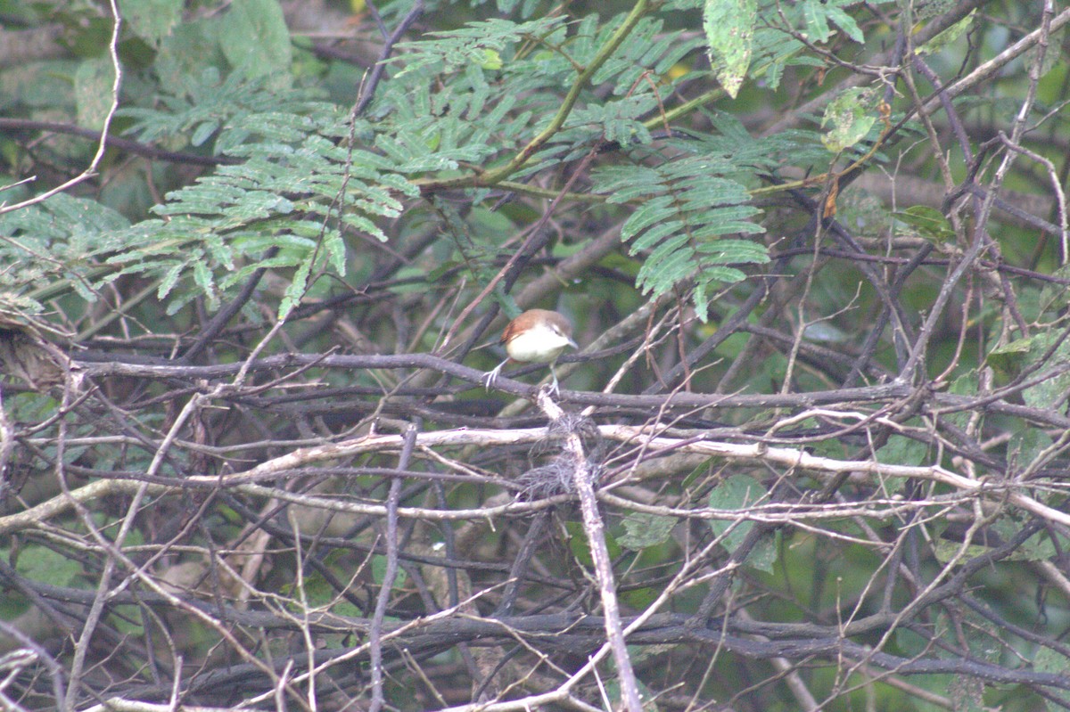 Gelbkinn-Riedschlüpfer - ML646875192