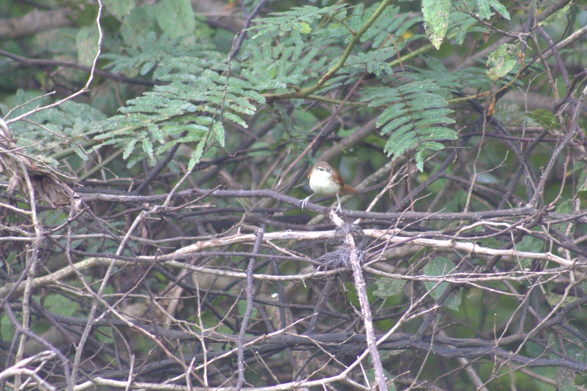 Gelbkinn-Riedschlüpfer - ML646875193