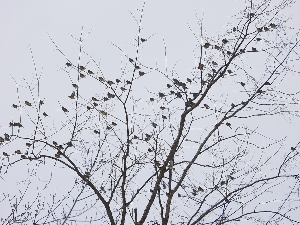 ציצנית אמריקנית - ML646875195