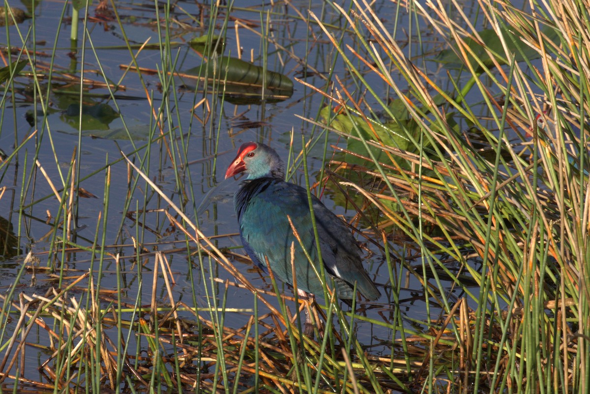 Graukopf-Purpurhuhn - ML646875196