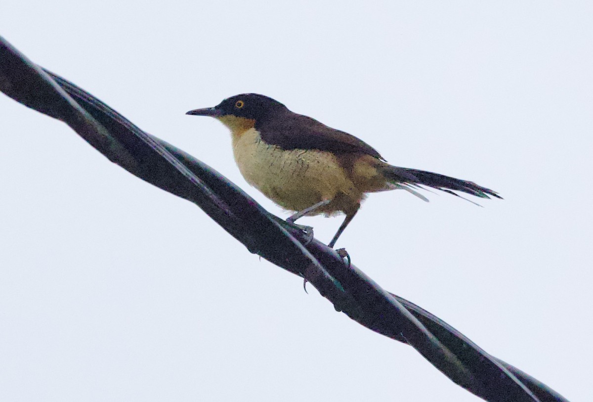 Rohrspötter - ML646875198