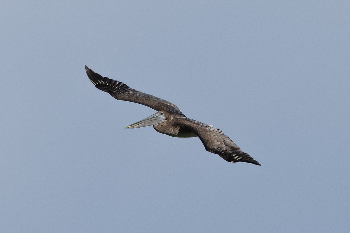 Braunpelikan - ML646875199