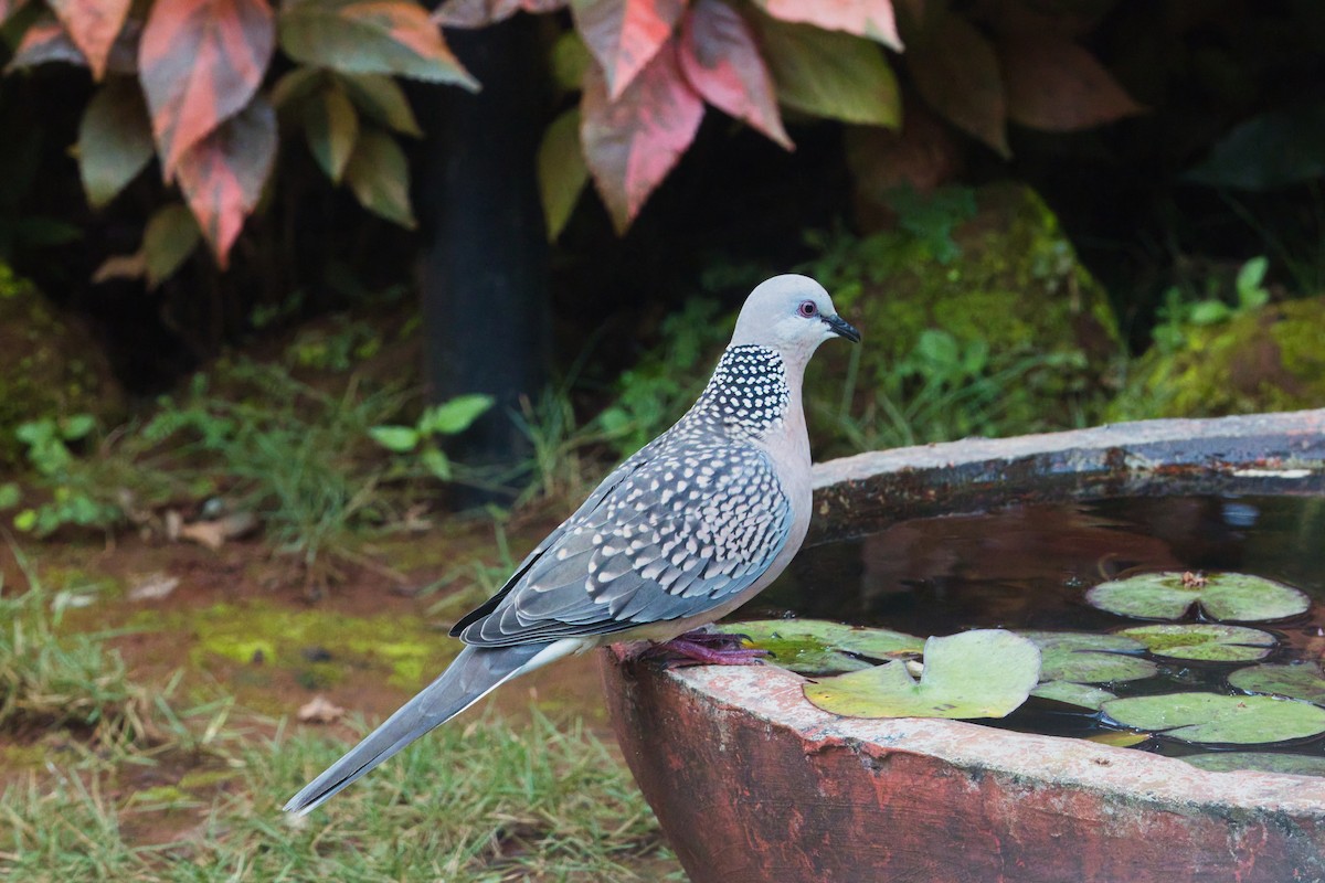 Perlhalstaube - ML646875203