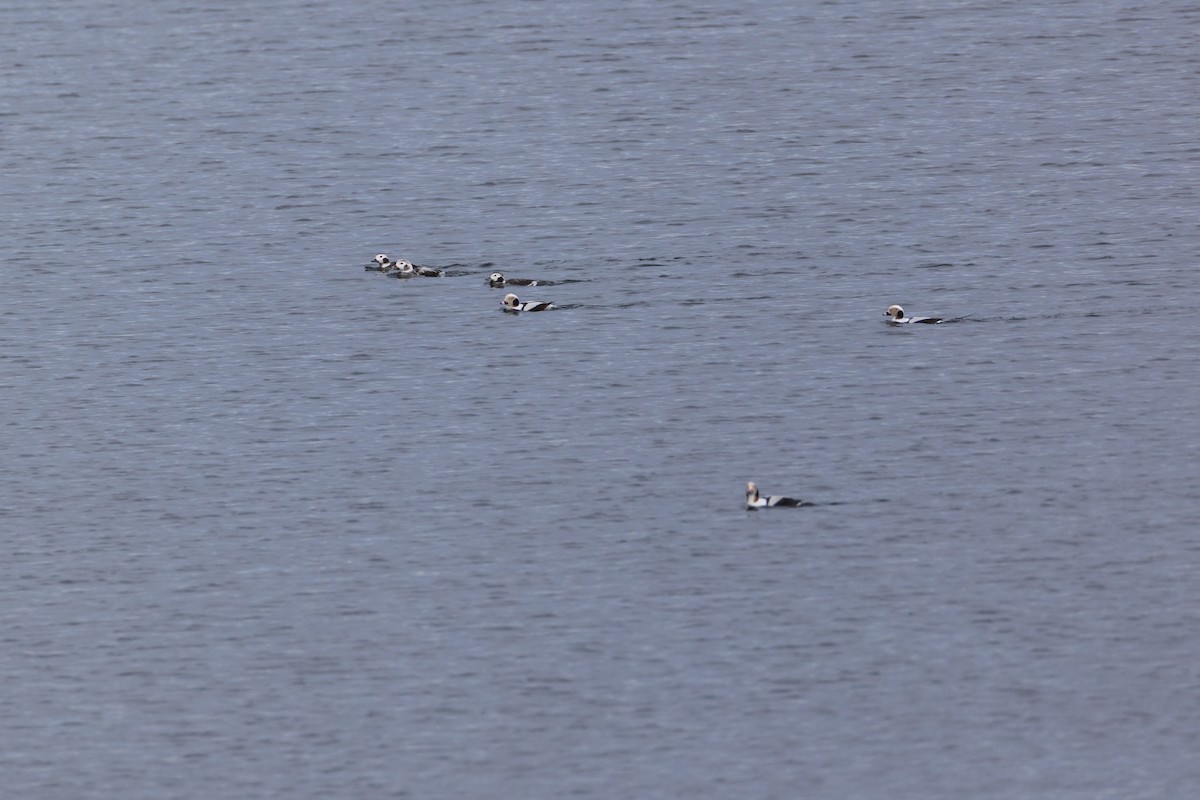 Eisente - ML646875204