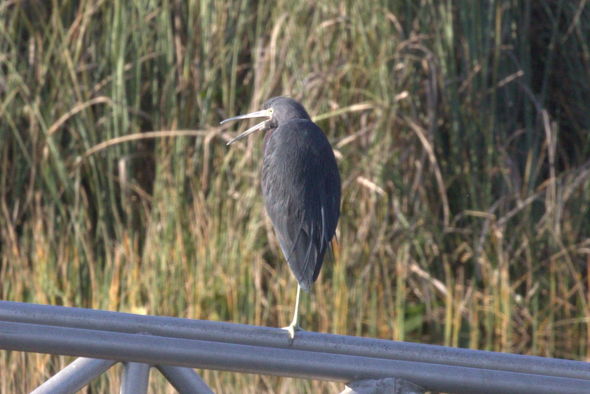 Little Blue Heron - ML646875206