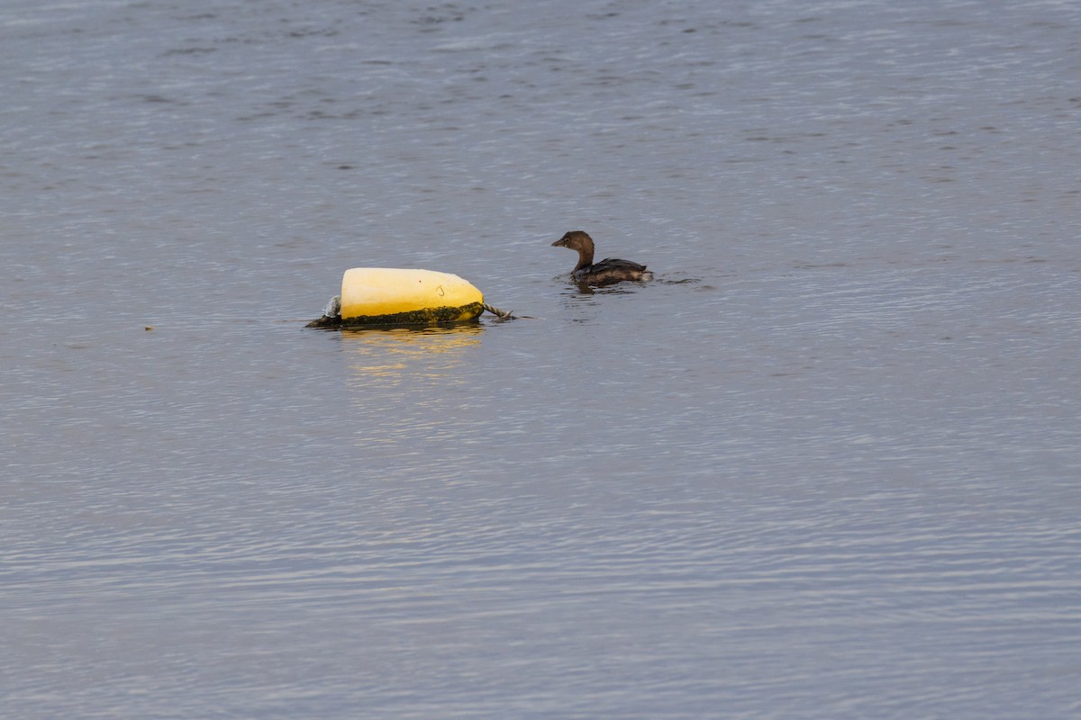 Pied-billed Grebe - ML646875207