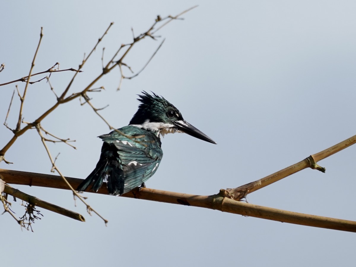 Amazon Kingfisher - ML646875208