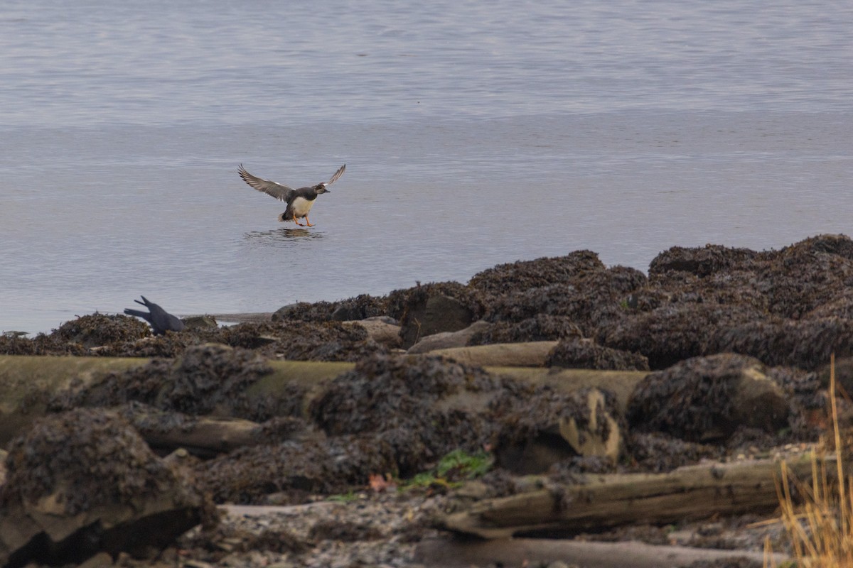 Серая утка - ML646875212