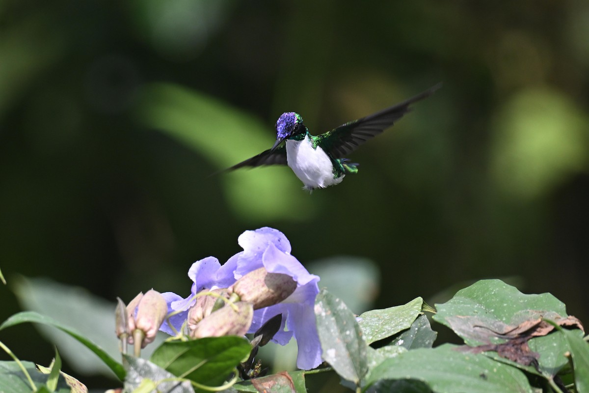 Colibri féérique - ML646875214