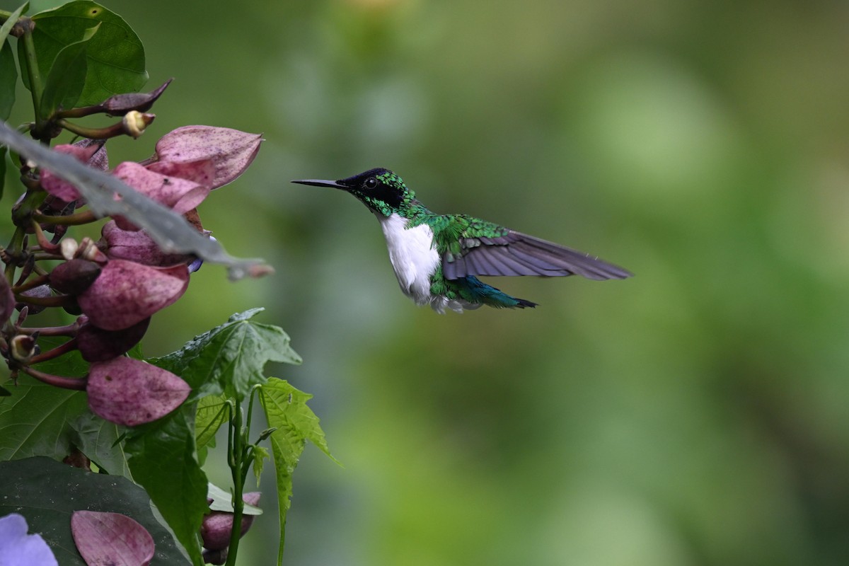 Colibri féérique - ML646875215