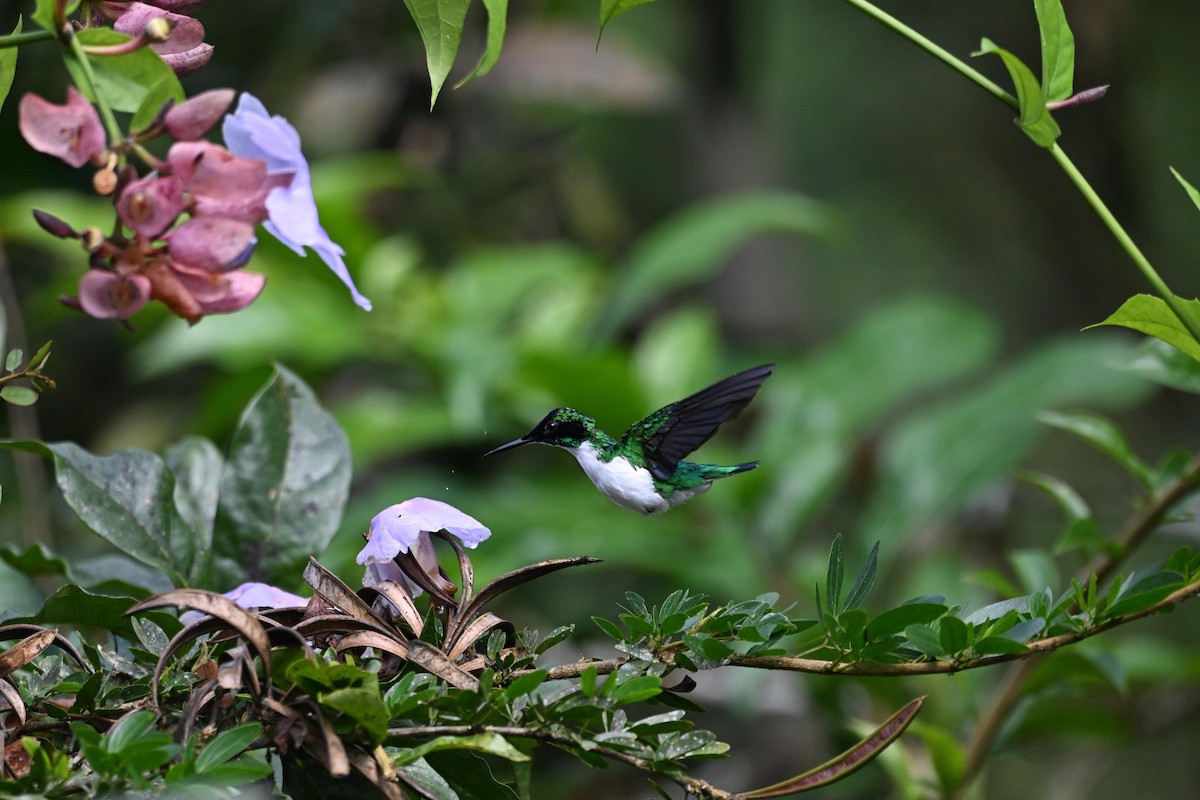 Colibri féérique - ML646875216