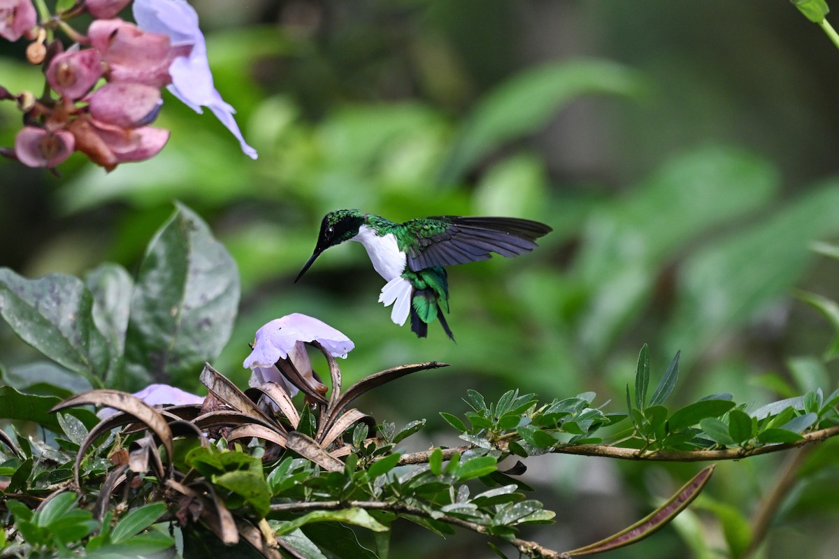 Colibri féérique - ML646875217