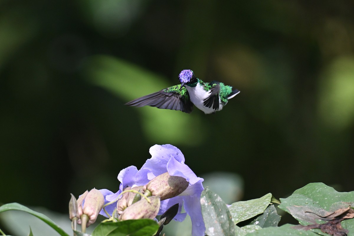 Colibri féérique - ML646875218