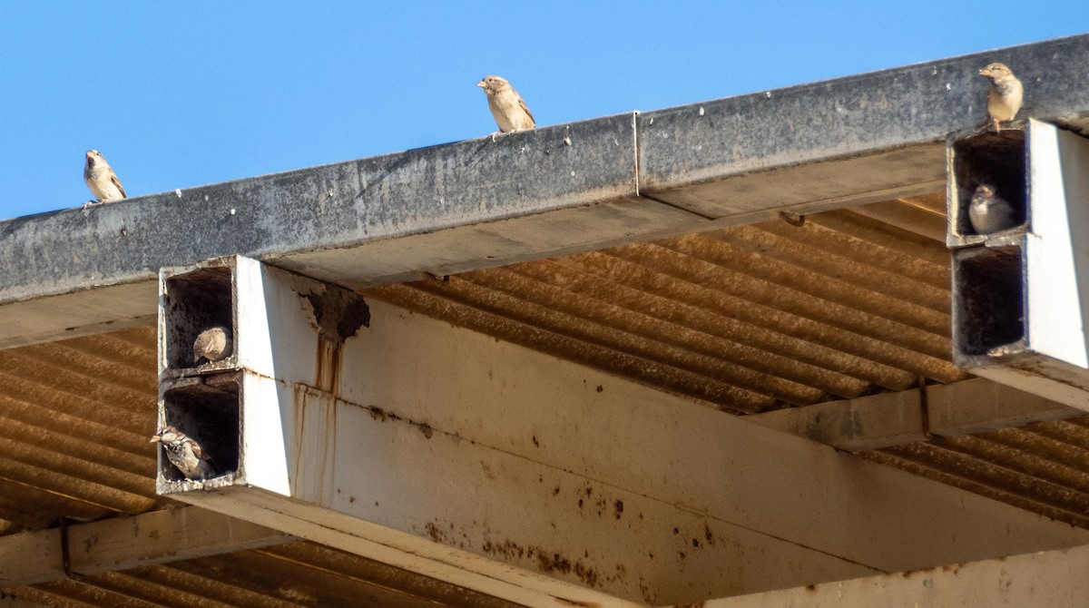 Italian Sparrow - ML646875219