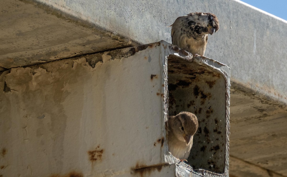 Italian Sparrow - ML646875220